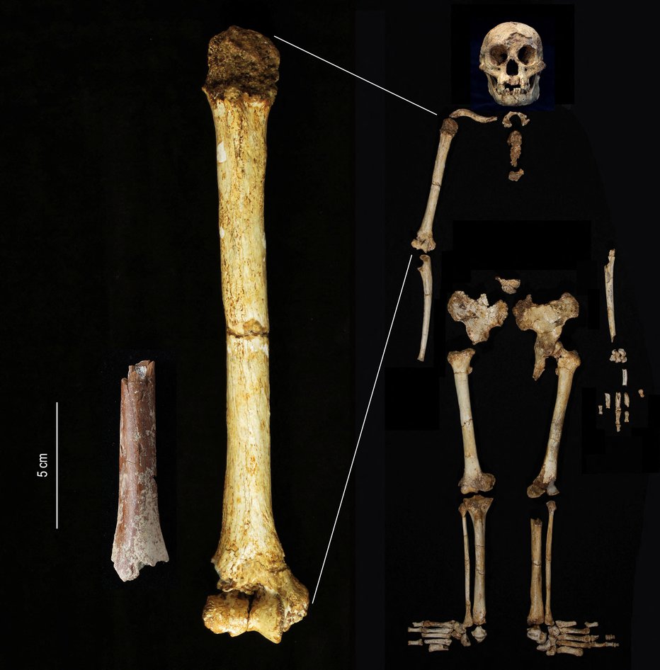 Fotografija: Na indonezijskem otoku so našli kosti človečnjaške vrste Homo floresiensis, ki spominja na hobita. FOTO: Yousuke Kaifu/Reuters