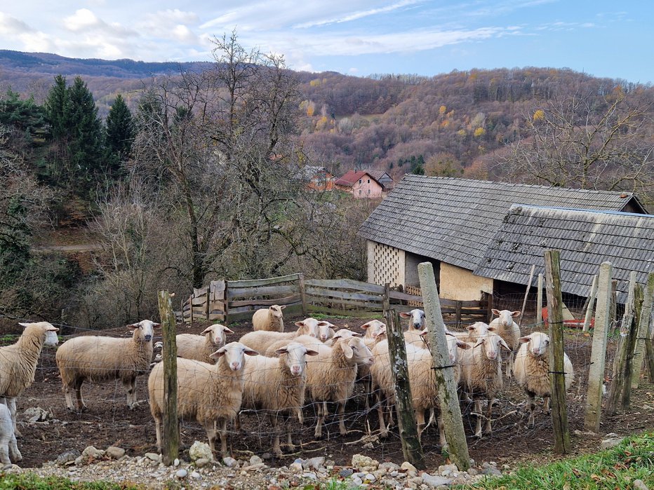 Fotografija: Ob prihodu v vas Vrbje so nas pozdravile ovce. FOTO: Tanja Jakše Gazvoda