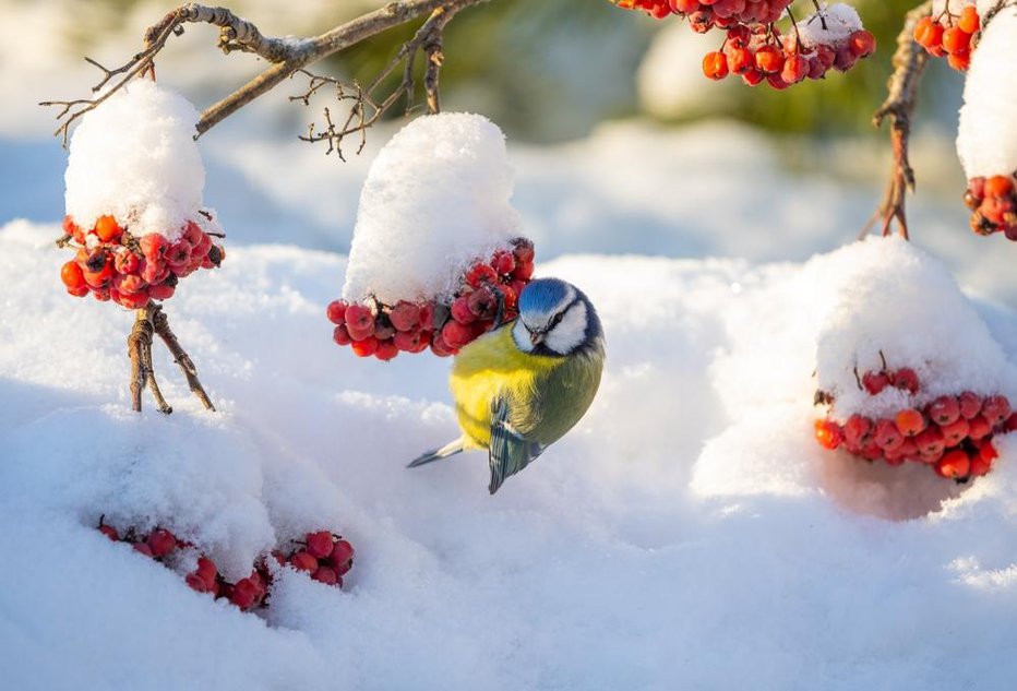 Fotografija: Če imamo na vrtu grmiček s plodovi, bodo ptice rade prišle v goste. FOTO: Igor Klyakhin/Shutterstock