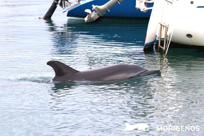 Fotografija: Obisk (ne)navadnega delfina buri duhove na Obali. Foto: Morigenos