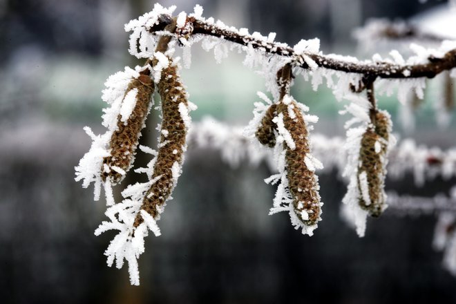 Ko postanejo razmere še ostrejše, preidejo rastline v globoko mirovanje. Takrat popolnoma zaustavijo svoje rastne procese. FOTO: Igor Modic