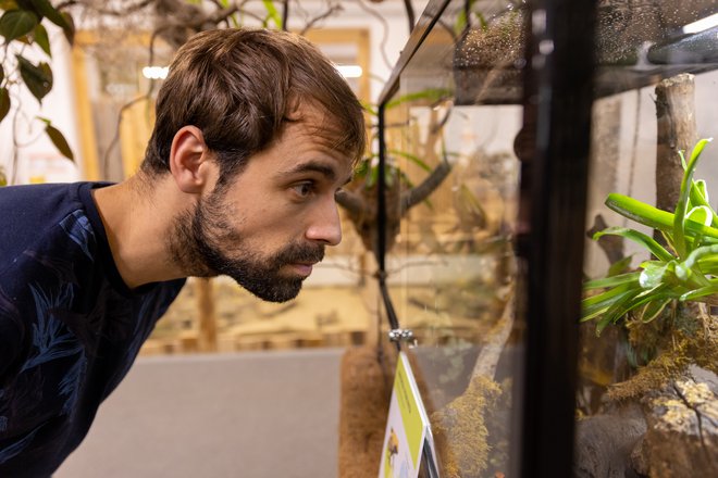 Direktor Tropske hiše Simon Cirkulan, sicer doktorand Biodiverzitete in ekologije ZRC SAZU, si že leta prizadeva za strokovno delo, kar mu priznavajo številni tuji živalski vrtovi. Foto: Arhiv Tropska Hiša