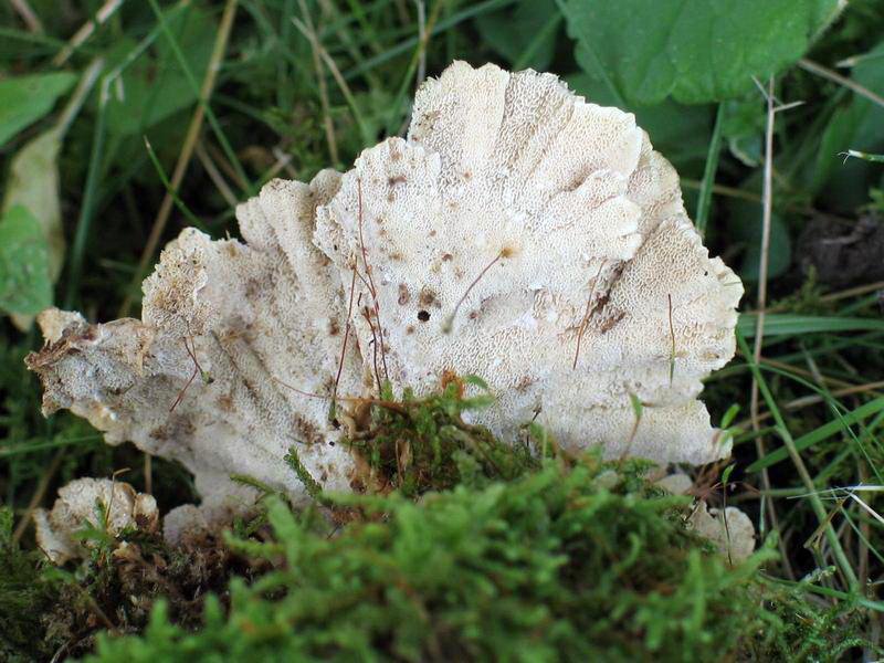 Fotografija: Trosovnica pisane ploskocevke je luknjičasta in svetle barve. FOTOGRAFIJE: Ana Ivanovič