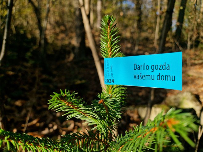 Ta smrečica je bila posekana v naših gozdovih. FOTO: Zavod Za Gozdove Slovenije