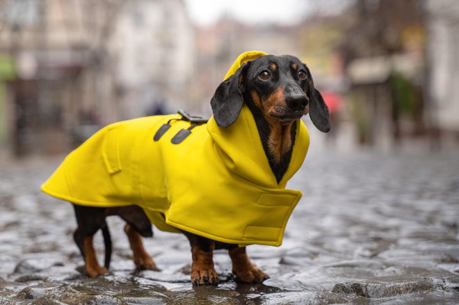 Plašč ni le modna muha. FOTO: Dominic Done/Getty Images