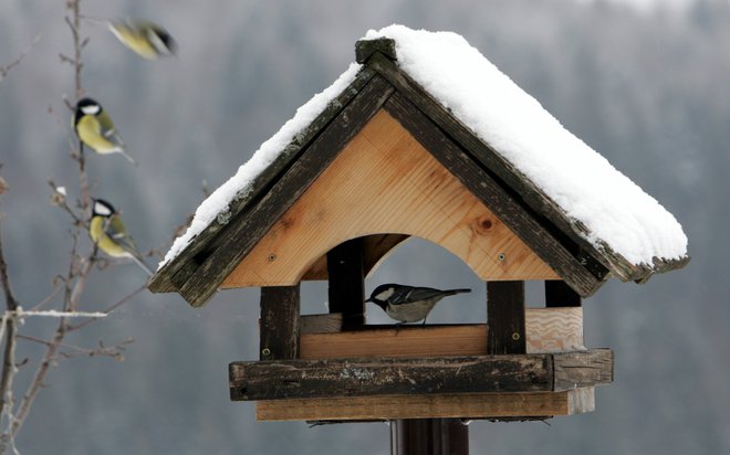 V krmilnicah ponujamo pticam semena, maščobne pogače ali suho sadje. FOTO: Igor Modic