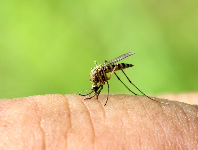 Lahko bi šlo za hudo obliko malarije, a to še ni potrjeno. FOTO: Kokhanchikov/shutterstock