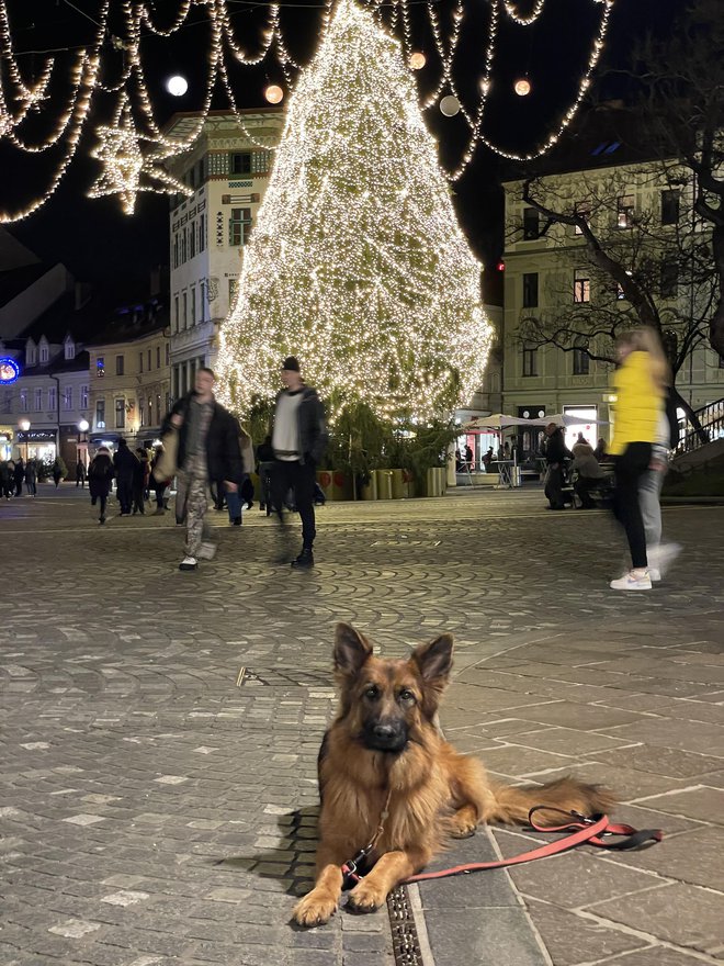 V decembrskem času se po mestnih središčih sprehajajmo s psmi, ki so vajeni pokanja. FOTO: Blaž Kondža