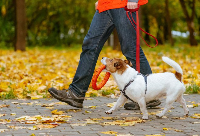 Sprehajalec psov bo psu omogočil zadostno mero gibanja in tudi igre. FOTO: Alexei_tm, Shutterstock