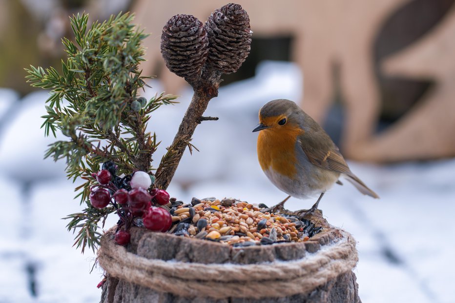 Fotografija: Pozimi ne pozabimo na ptice, ki so v sezoni naše pomočnice v boju proti žuželkam. FOTO: Chamois huntress/Shutterstock