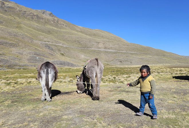 Pastirček z osloma na andskem višavju Bolivije FOTO: Osebni arhiv