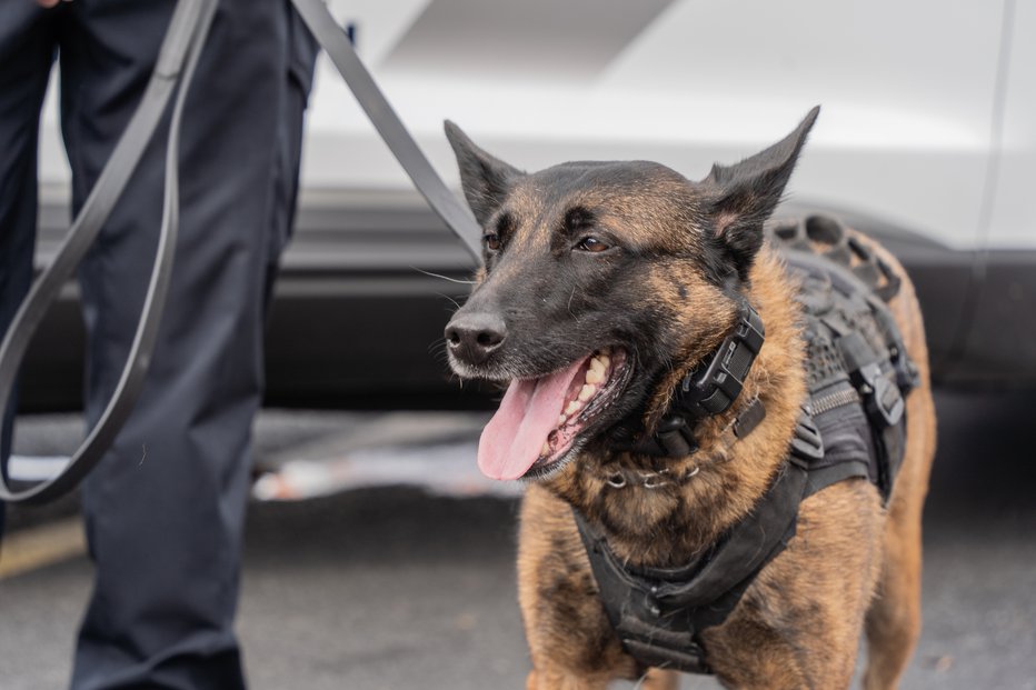 Fotografija: Close-up of trained Belgian Malinois police dog at dog day event in Lehigh Valley, Pennsylvania FOTO: Arlutz73 Getty Images