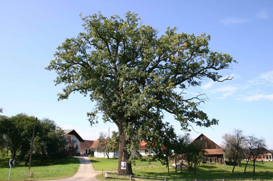 Fotografija: Spomladi se bo znova odel v zeleno listje. FOTOGRAFIJE: Ludvik Kramberger