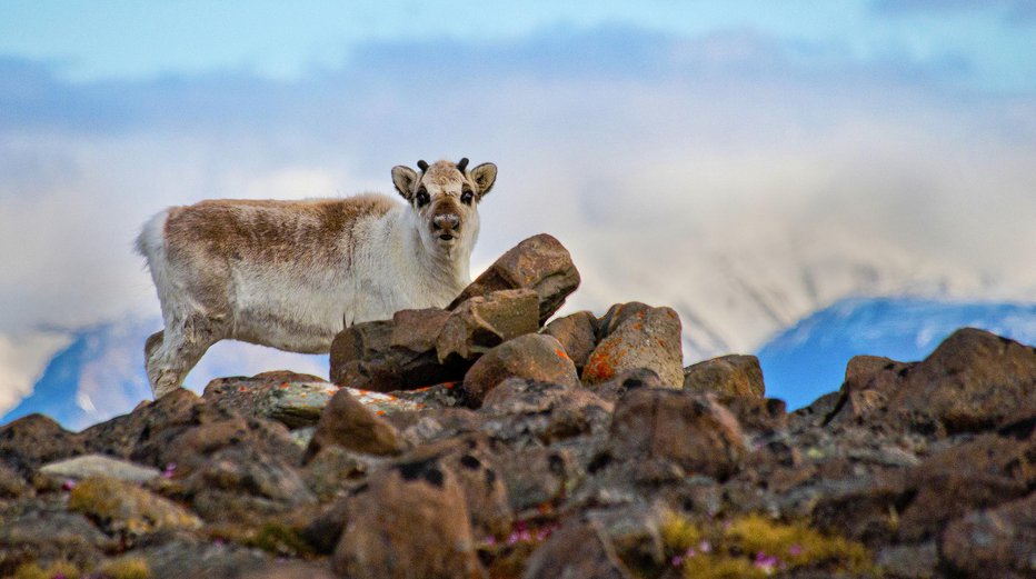 Fotografija: Svalbardski severni jelen ima kratke noge in razmeroma majhno zaobljeno glavo. FOTO: Getty Images