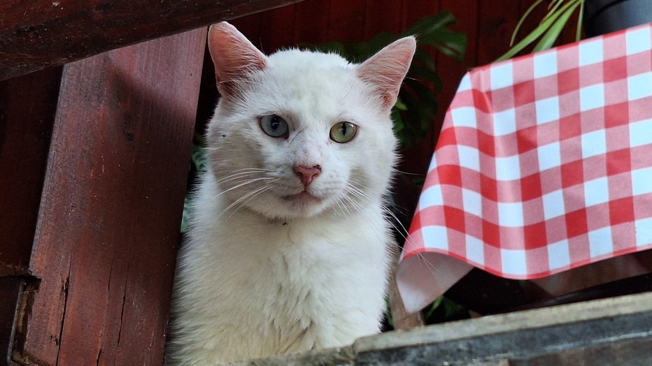 Fotografija: Petletni Bobi je kastriran, vajen ljudi, a malo samosvoj, išče topel dom, kjer bo edini maček. Telefon: 051-859-359.