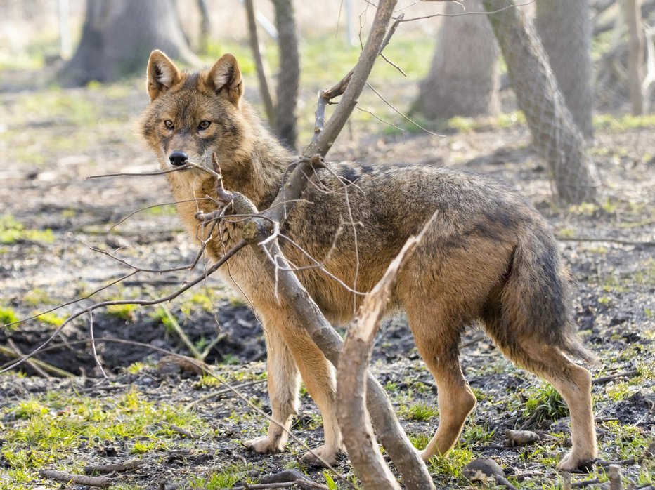 Fotografija: Šakali so se močno namnožili. FOTO: Getty Images Getty Images/istockphoto