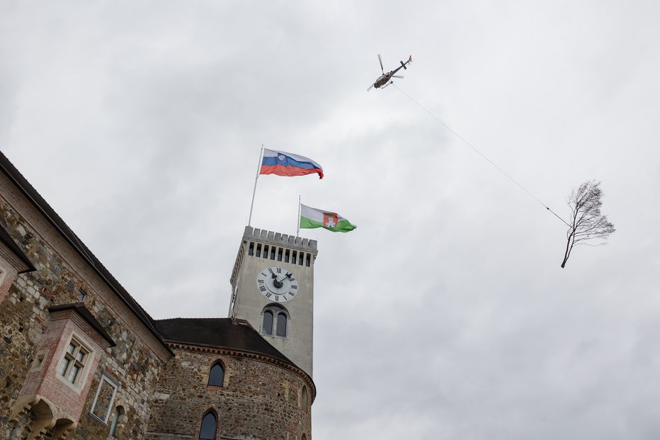 Fotografija: Med sečnjo se je odlomil del drevesa in zdrsel do hiše na Mestnem trgu. FOTO: Črt Piksi