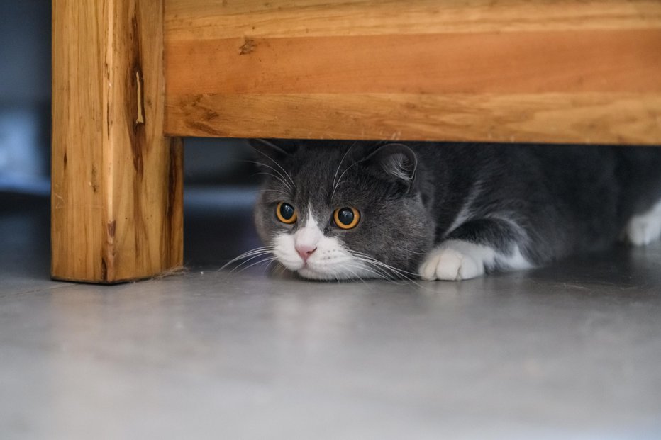 Fotografija: Skrivanje je zanesljiv znak strahu. FOTO: Getty images