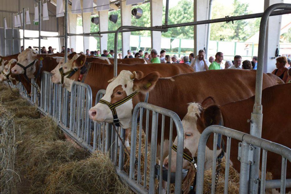 Fotografija: Govedorejci so trenutno nekoliko na boljšem, se pa tudi oni sprašujejo, kdaj bodo cene mesa in stroški usklajeni.