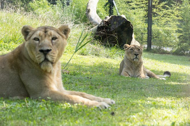 Čaja in za njo njena prijateljica Živana FOTO: Petra Hrovatin