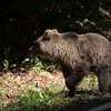 V bližini Ljubljane opazili kar tri medvede! Previdnost ni odveč