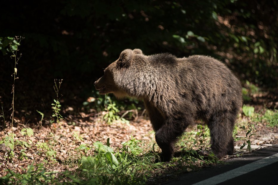 Fotografija: Simbolična fotografija. FOTO: Getty Images