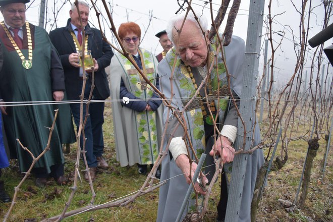 Pravilno rez je prikazal madžarski vinski vitez.