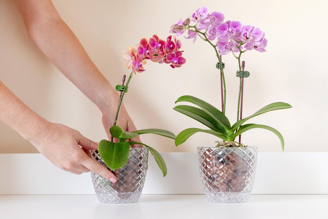 FOTO: Vinnikava Viktoryia/Shutterstock